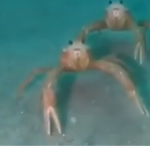 The epic gaming people that are also crabs