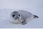 Seal Tribulation
