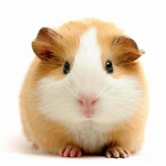 Guinea pig island