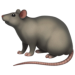 The Rat Embassy