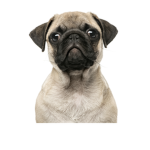 Epic Pug Club