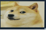 Doges-for-life