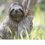 The sloths club for anyone that loves sloths