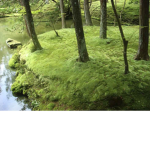 Eden’s Garden <3