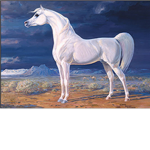 The Horse Academy