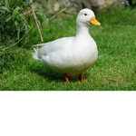 Patos Fan Group