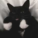  =＾• . •＾=