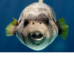 Fishy_Opera’s Apperal