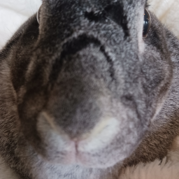 [UPDATE 1] Escape Goofy Bunnies Simulator