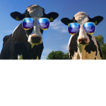 Swag cows