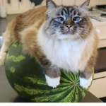 THE MELON CULT (MELONIZATION)