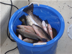 fisher men