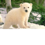 Global Warming Awarness Group