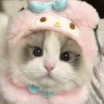 ~Hailey’s kitty’s ~