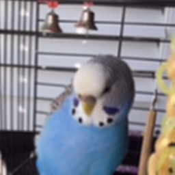 The mini budgies's Place Number: 1