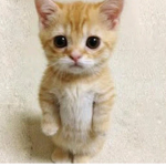 mmqrxx