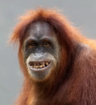Punky monkeys