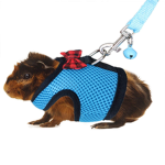 Guinea Pigs >:3