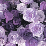 Purple roses group