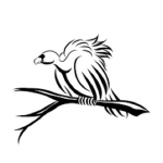 Black Vulture Pirates