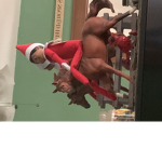 Elf-on the shelf:)