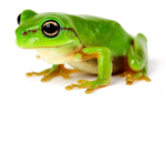 froggoup