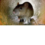 rat warriors