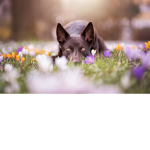 I own a dog, and I'm proud!