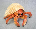 Hermit Crabs