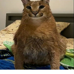 We like rubux