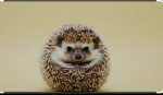 Gaming hedgehogs