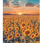 -flower SunSet-