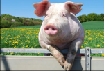 do you like pigs oink oink