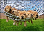 PUREPUPPYPAWS!!!!!!!!!!!!!!!!!!!!!!!!!!!!!!!!!!!!!