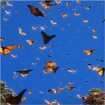 Lil butterflies
