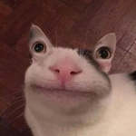 ---_C_A_T_---