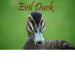 R.I.P evil duck