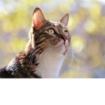 CATS, KITTENS, AND KITTIES UNITE!!