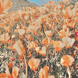 ✿
