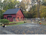 Country Living♥