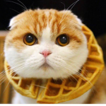 WaffleCat Clothing