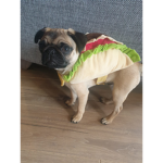Pug's Rule!