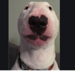 name your cat