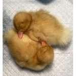 Cool Quacking Ducks!
