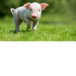 Piggy hehe group