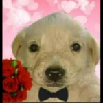 Project Paradise *Name Pending*