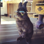 The bunny gang official