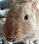 The Cheese Rodents
