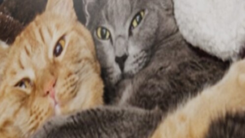 Cat breeds and pictures!!