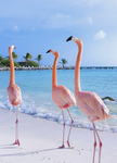 ~SUMMER ARMY~